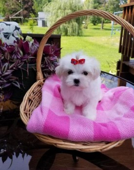 Beautiful Maltese puppies