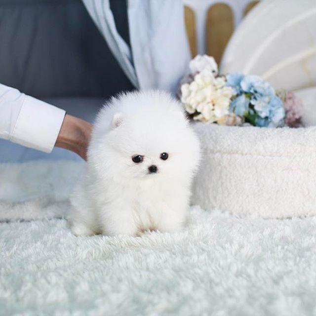 Teacup Pomeranian Puppies