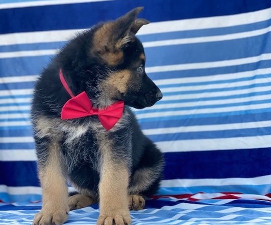 German Shepherd puppies for sale 