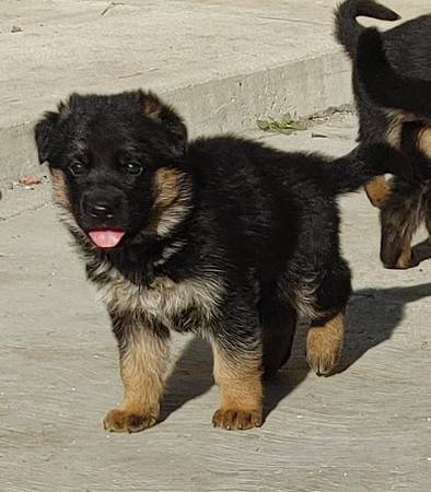 German Shepherd puppies for sale. 