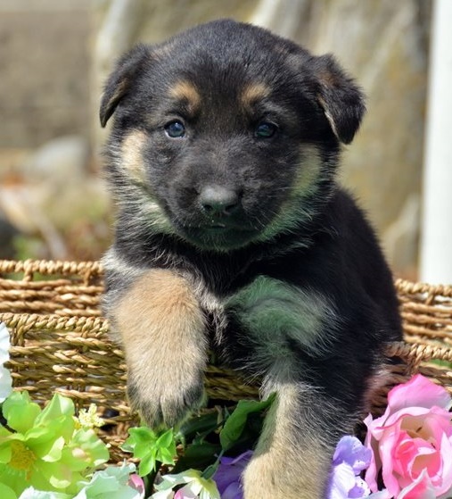 German Shepherd puppies for sale 