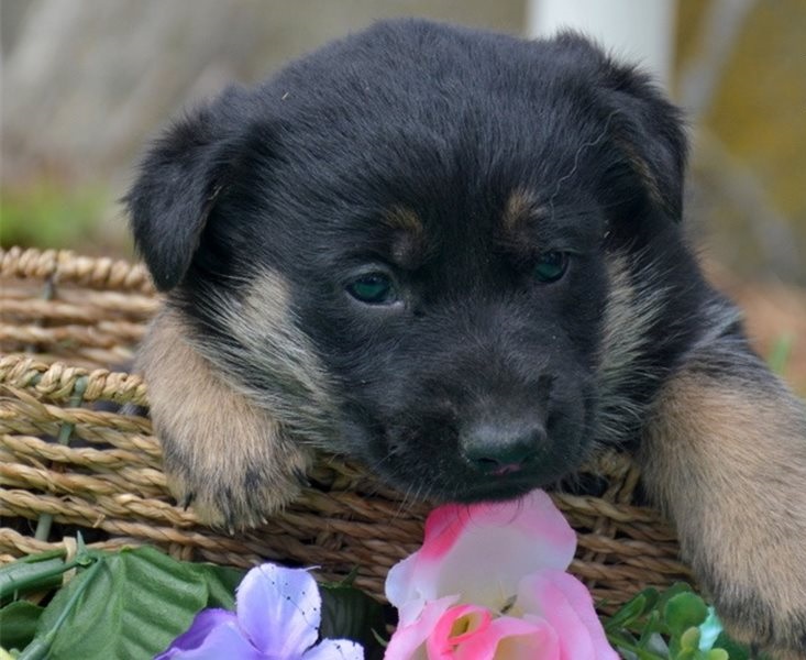 German Shepherd puppies for sale. For mo