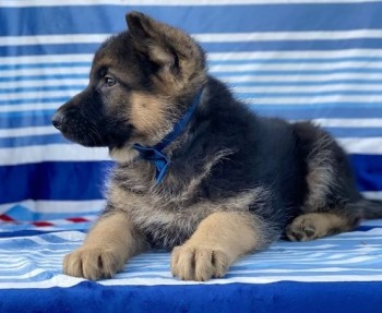 German Shepherd puppies for sale 