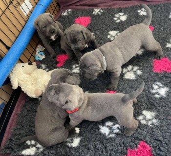 4 Stunning Cane Corsos For Sale