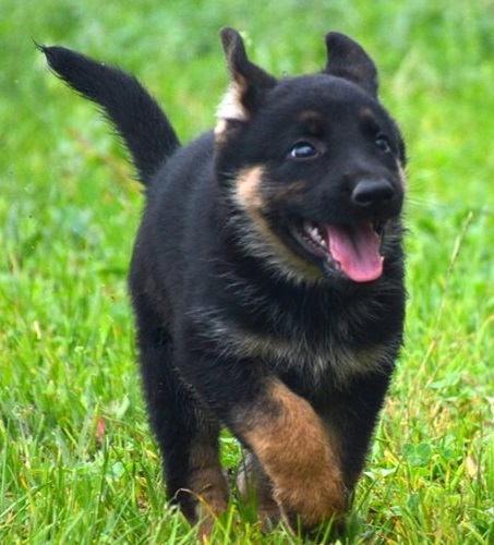 German Shepherd puppies for sale