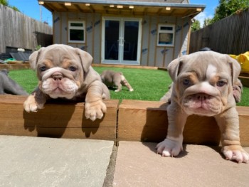 English Bulldog  puppies 