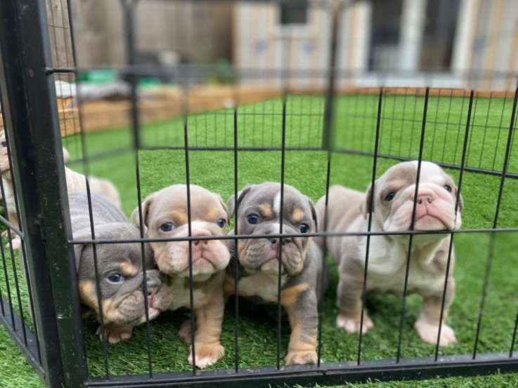 English Bulldog  puppies 