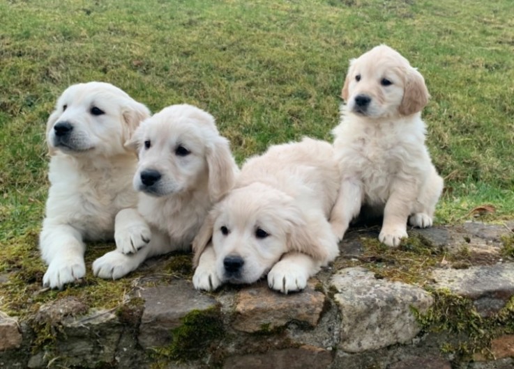 Golden Retriever Puppies