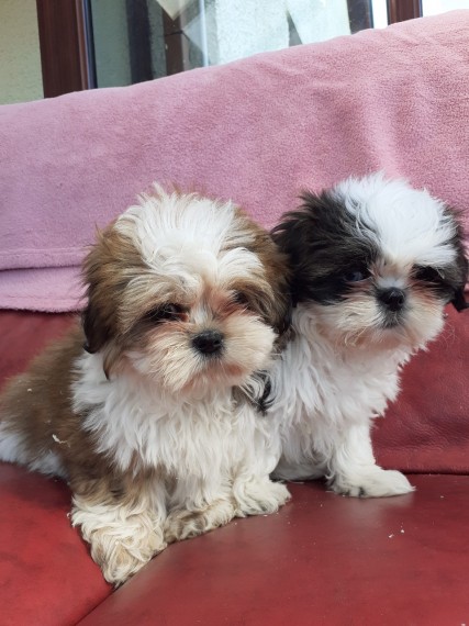 Shihtzu Puppies