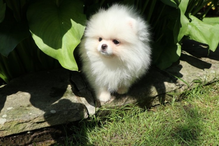 White Pomeranian