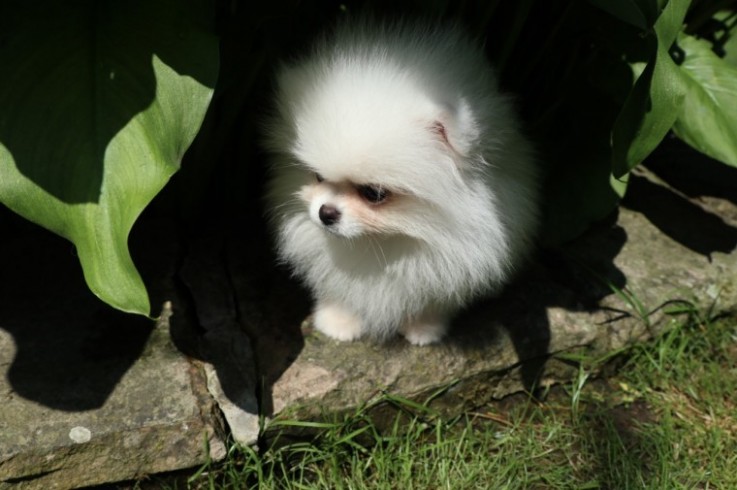 White Pomeranian