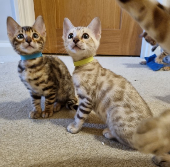 Bengal kittens 