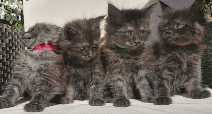  Intelligent Maine Coon Kittens 