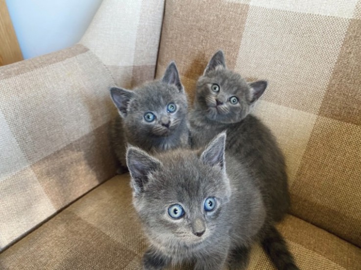 Russian Blue Kittens