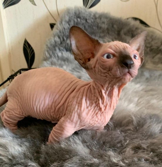 Sphynx kittens