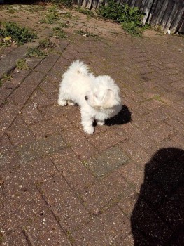  Tiny Maltese puppy