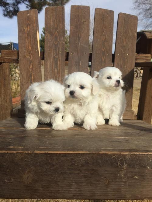 Teacup Maltese Puppies