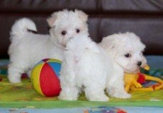 Stunning White Teacup Maltese Puppies