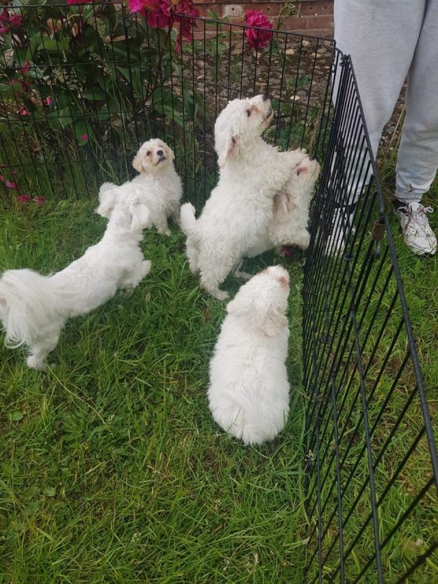 Lovely Maltese available