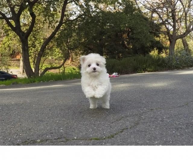 Gorgeous Teacup Maltese puppies