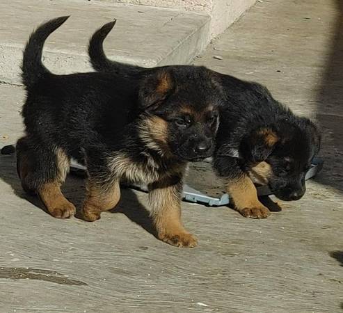 German Shepherd puppies for sale 