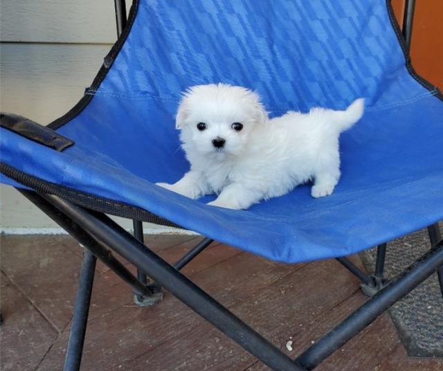 Sweet Maltese Puppies