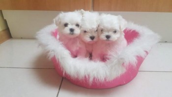 Kc Reg  Maltese Puppies Ready