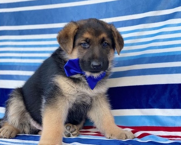 German Shepherd puppies for sale 