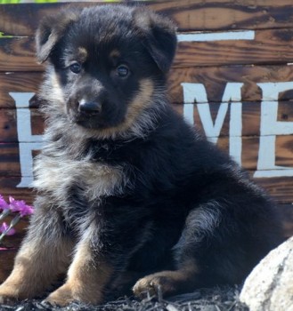 German Shepherd puppies for sale 