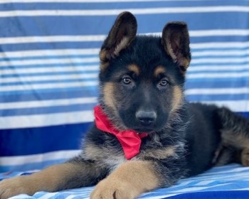 German Shepherd puppies for sale 