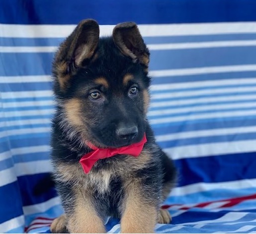 German Shepherd puppies for sale 