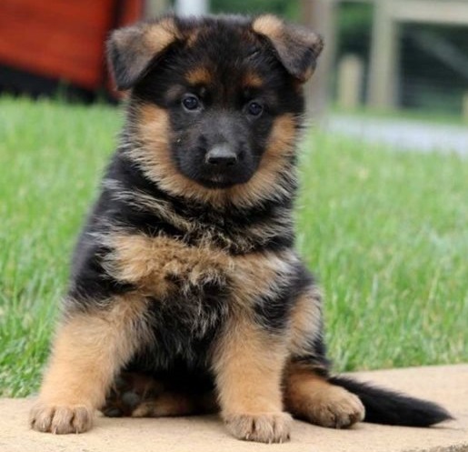 German Shepherd puppies for sale 