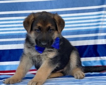 German Shepherd puppies for sale 