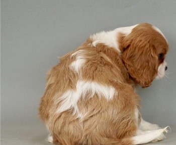 Cavalier King Charles Spaniel Puppies