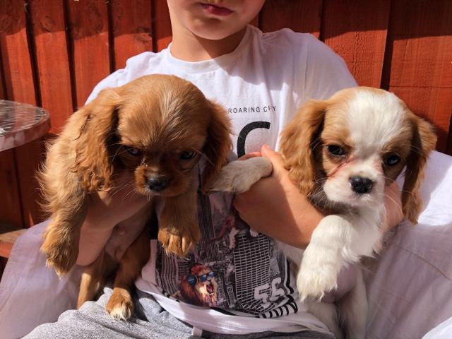 Cavalier king charles spaniel