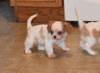 Cavalier King Charles Spaniel