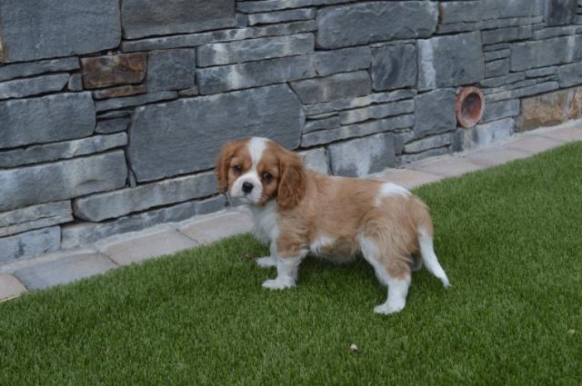 Pure Cavalier King Charles Spaniel pups