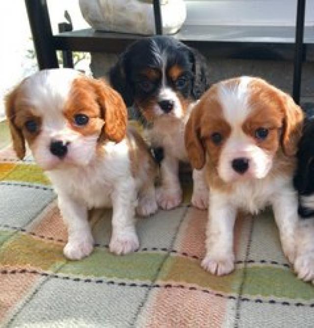 Cute Cavalier king charles spaniel