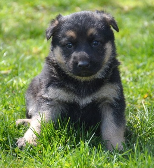 German Shepherd puppies for sale 