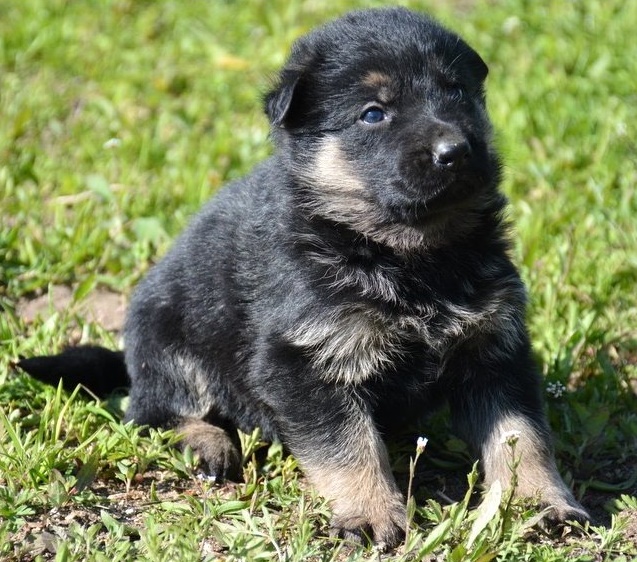 German Shepherd puppies for sale 