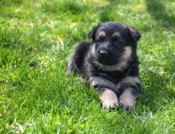 German Shepherd puppies for sale 