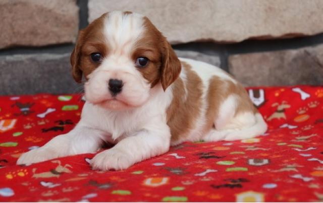 Cavalier King Charles Puppies For Sale 