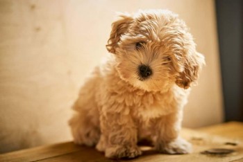 adorable Maltipoo puppies