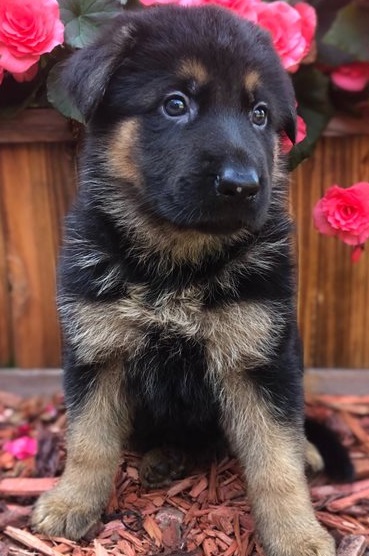 German Shepherd puppies for sale 