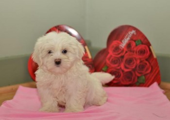 Amazing  Maltipoo puppies