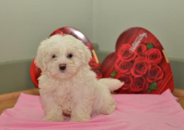 Amazing  Maltipoo puppies