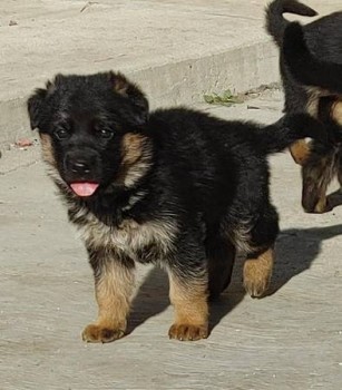 German Shepherd puppies for sale 