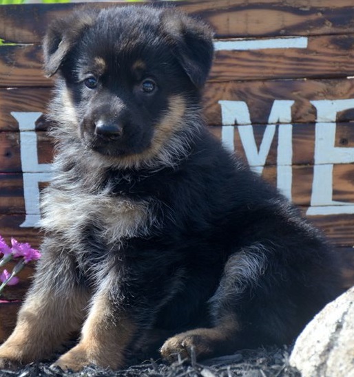 German Shepherd puppies for sale 