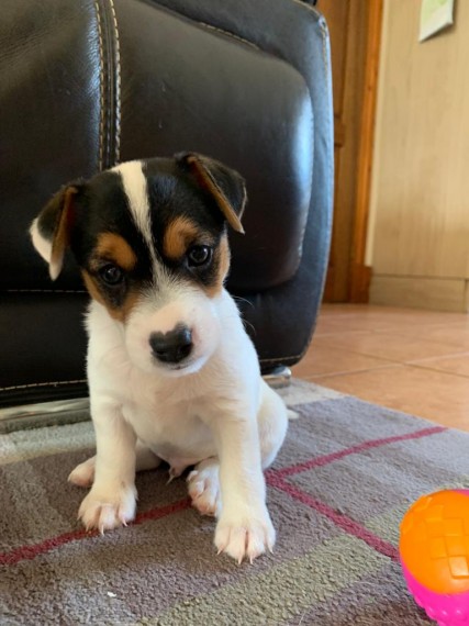 Beautiful True Black/White Jack Russel M