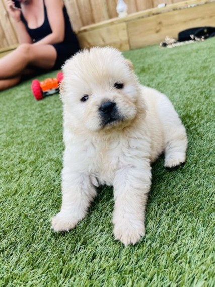 Chow Chow Puppy for Sale